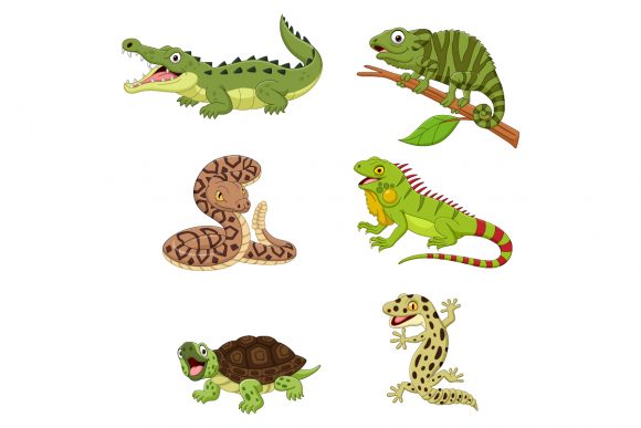 Download Set of Six Reptile Animals - Reptile Collection