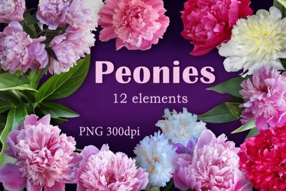 Download Flowers Peonies. Photo Clip Art - Flowers Collection